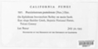 Pucciniastrum epilobii image